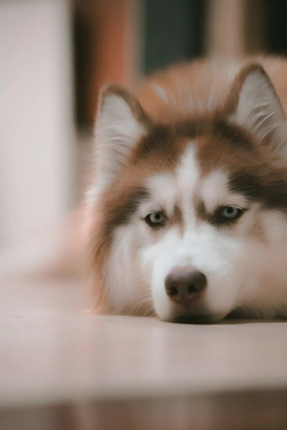 Red-and-white husky resting its chin on the floor