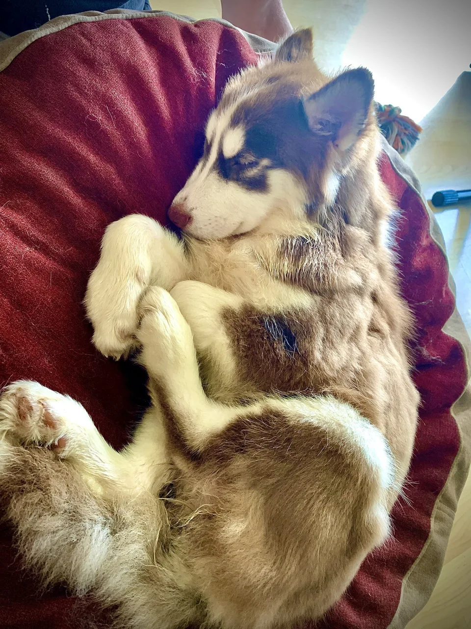 Husky curled asleep on a red cushion