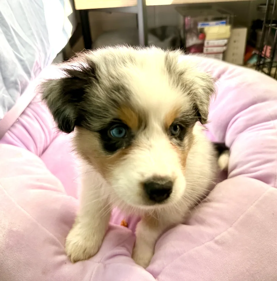 Blue-eyed merle Australian shepherd puppy on a pink bed