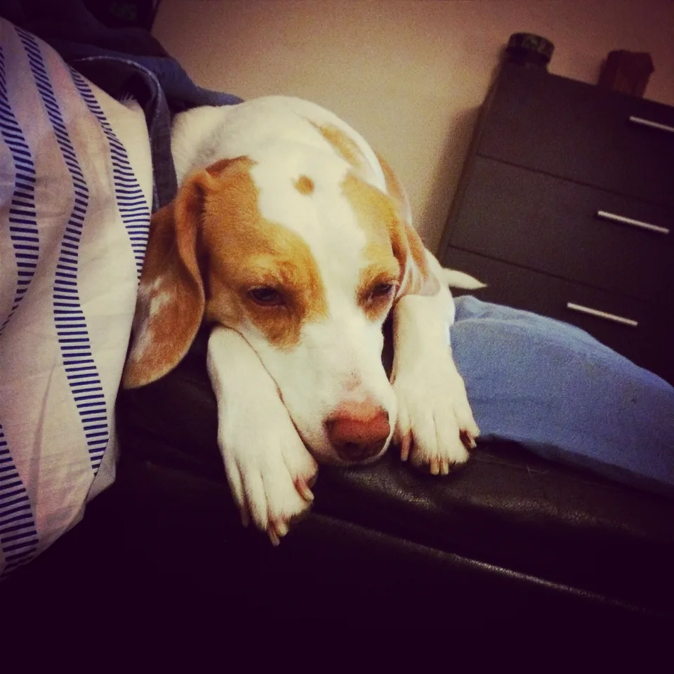 Orange-and-white hound dozing on the arm of a couch